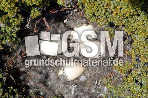 Magellangans (4 von 9).jpg